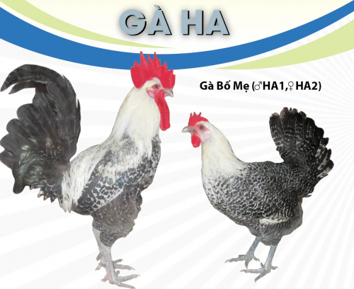 GÀ TRỨNG VCN/TP-HA