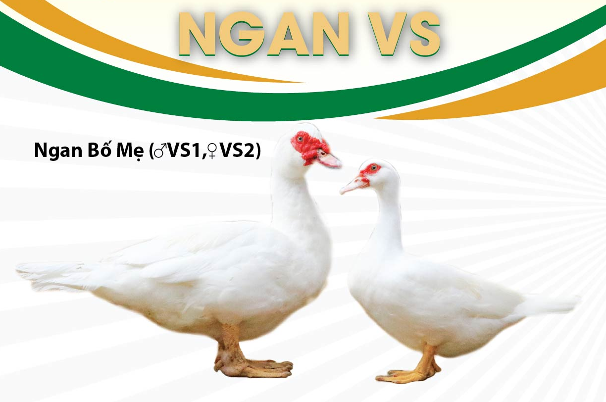 NGAN VS