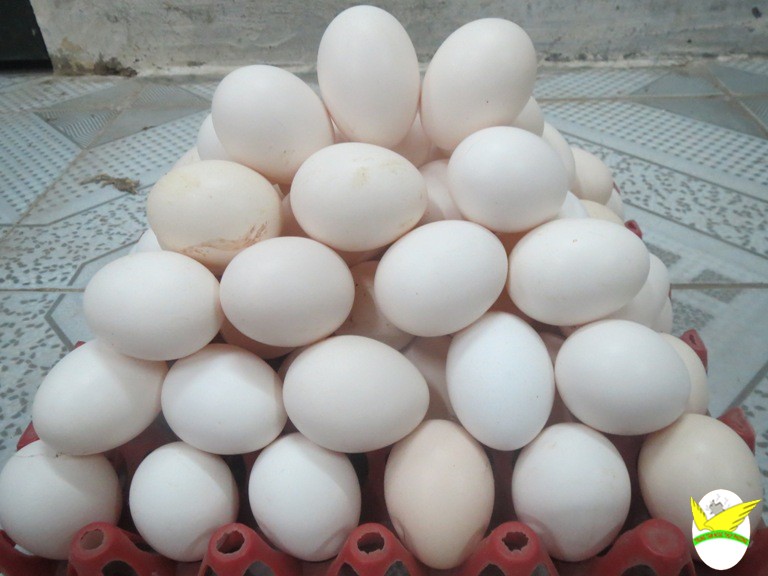 Nghiên cứu dinh dưỡng trứng: cơn bão hấp dẫn thế giới